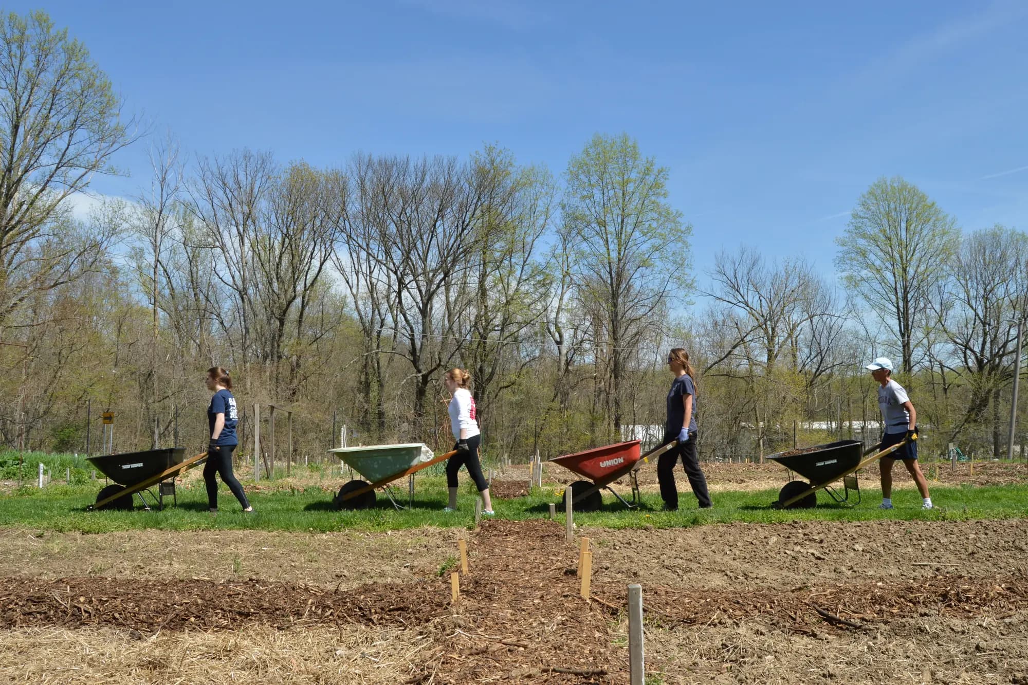 Volunteers moving wheelbarrows through a community garden